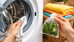Odore di muffa in lavatrice: l’alloro funziona davvero? Guida pratica