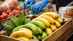 Banana Cavendish: nuove linee più produttive e resistenti alla Sigatoka gialla