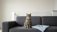 Gatto e bambini in casa: regole semplici per una convivenza serena e sicura