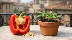 Come piantare i semi di peperone e farli germogliare sul balcone