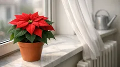 Come curare la Stella di Natale in casa e farla durare tutto l’anno